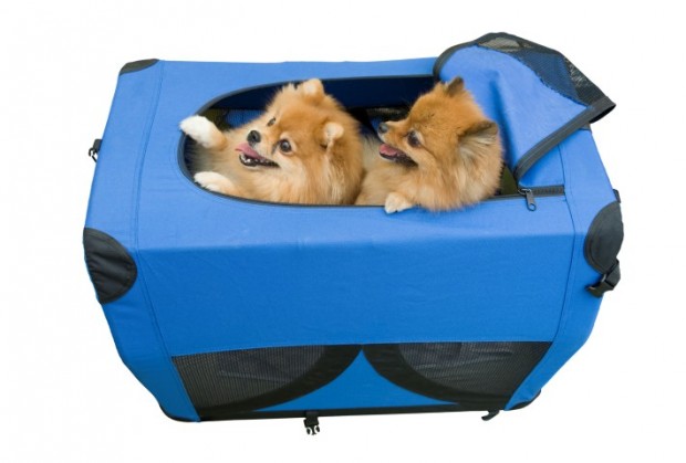 acessórios para cães