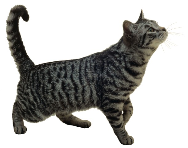 gato american short hair