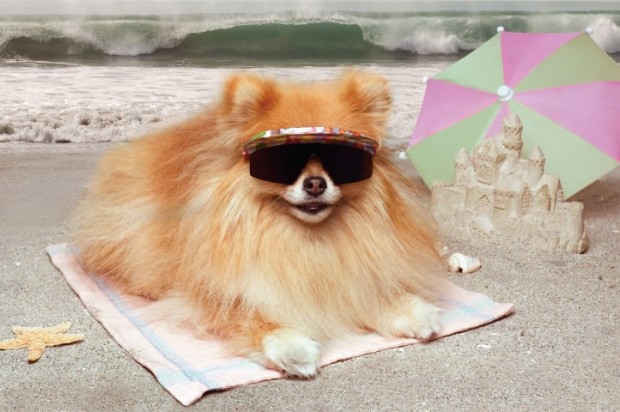 protetor solar para cães