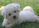 bichon filhote